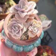 ヒメ日記 2026/01/28 16:13 投稿 かよ 吉原ファーストレディ