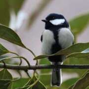 ヒメ日記 2026/02/04 18:56 投稿 かよ 吉原ファーストレディ