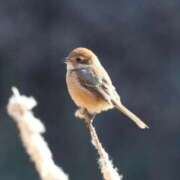 ヒメ日記 2026/02/05 20:18 投稿 かよ 吉原ファーストレディ