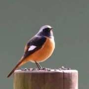 ヒメ日記 2026/02/10 19:16 投稿 かよ 吉原ファーストレディ