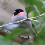 ヒメ日記 2026/02/10 21:52 投稿 かよ 吉原ファーストレディ