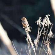 ヒメ日記 2026/02/11 09:46 投稿 かよ 吉原ファーストレディ