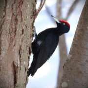 ヒメ日記 2026/02/12 18:56 投稿 かよ 吉原ファーストレディ