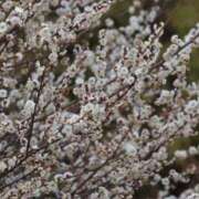 ヒメ日記 2026/02/13 20:56 投稿 かよ 吉原ファーストレディ