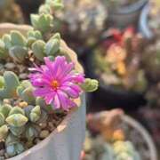 ヒメ日記 2026/02/15 18:06 投稿 かよ 吉原ファーストレディ