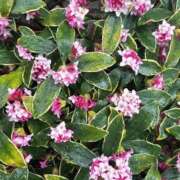 ヒメ日記 2026/02/25 22:50 投稿 かよ 吉原ファーストレディ