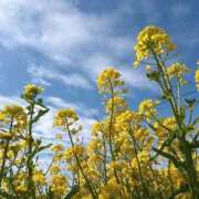 ヒメ日記 2026/03/16 18:30 投稿 かよ 吉原ファーストレディ