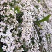 ヒメ日記 2026/03/21 17:04 投稿 かよ 吉原ファーストレディ