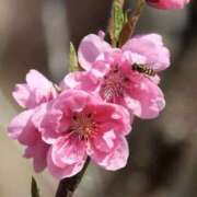 ヒメ日記 2026/03/22 10:03 投稿 かよ 吉原ファーストレディ