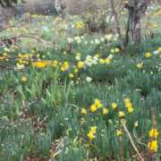 ヒメ日記 2026/03/26 18:20 投稿 かよ 吉原ファーストレディ