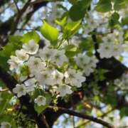 ヒメ日記 2026/03/28 20:27 投稿 かよ 吉原ファーストレディ