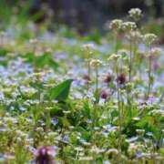 ヒメ日記 2026/03/30 21:16 投稿 かよ 吉原ファーストレディ