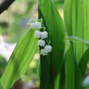 ヒメ日記 2026/04/01 19:36 投稿 かよ 吉原ファーストレディ
