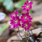 ヒメ日記 2026/04/03 19:56 投稿 かよ 吉原ファーストレディ