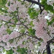 ヒメ日記 2026/04/07 17:36 投稿 かよ 吉原ファーストレディ