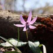 ヒメ日記 2026/04/09 08:56 投稿 かよ 吉原ファーストレディ