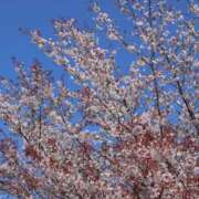 ヒメ日記 2026/04/09 16:06 投稿 かよ 吉原ファーストレディ