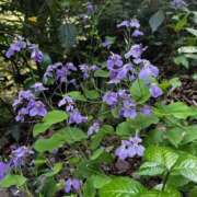 ヒメ日記 2026/04/16 17:46 投稿 かよ 吉原ファーストレディ