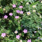 ヒメ日記 2026/06/17 07:56 投稿 かよ 吉原ファーストレディ