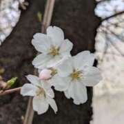 ヒメ日記 2025/04/03 18:56 投稿 みな 吉原ファーストレディ