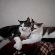 ヒメ日記 2024/12/15 06:21 投稿 ちか 吉原ファーストレディ