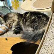 ヒメ日記 2025/02/02 06:09 投稿 ちか 吉原ファーストレディ