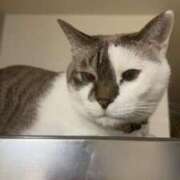 ヒメ日記 2025/02/08 06:26 投稿 ちか 吉原ファーストレディ