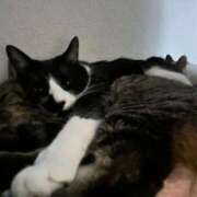 ヒメ日記 2025/03/11 06:06 投稿 ちか 吉原ファーストレディ