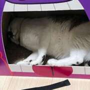 ヒメ日記 2025/04/08 06:16 投稿 ちか 吉原ファーストレディ