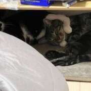 ヒメ日記 2025/05/17 06:16 投稿 ちか 吉原ファーストレディ