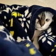 ヒメ日記 2025/05/18 06:16 投稿 ちか 吉原ファーストレディ