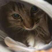 ヒメ日記 2025/05/27 06:16 投稿 ちか 吉原ファーストレディ