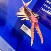 ちか これは日記に関係のあるアロマノカリス🦐 吉原ファーストレディ