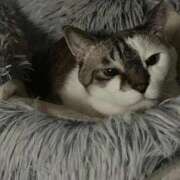 ヒメ日記 2025/12/09 06:16 投稿 ちか 吉原ファーストレディ