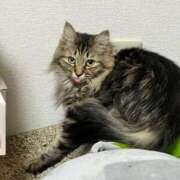 ヒメ日記 2025/12/31 06:26 投稿 ちか 吉原ファーストレディ