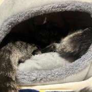 ヒメ日記 2026/01/11 06:06 投稿 ちか 吉原ファーストレディ