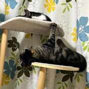 ヒメ日記 2026/03/03 06:17 投稿 ちか 吉原ファーストレディ