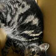 ちか 朝から大暴れ猫 吉原ファーストレディ