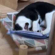 ヒメ日記 2026/10/13 06:16 投稿 ちか 吉原ファーストレディ