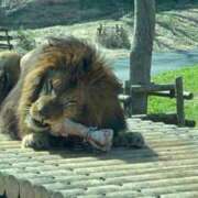 ヒメ日記 2025/03/23 11:56 投稿 ゆあ 吉原ファーストレディ