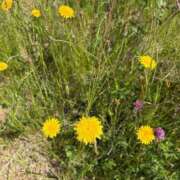 ヒメ日記 2025/06/09 12:22 投稿 あんず 吉原ファーストレディ