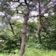 ヒメ日記 2025/06/11 14:36 投稿 あんず 吉原ファーストレディ