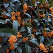 ヒメ日記 2025/10/21 17:10 投稿 あんず 吉原ファーストレディ