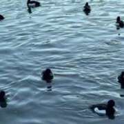 ヒメ日記 2026/01/28 21:56 投稿 あんず 吉原ファーストレディ