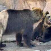 ヒメ日記 2026/03/14 13:06 投稿 あんず 吉原ファーストレディ