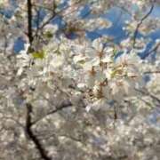 ヒメ日記 2026/04/03 17:17 投稿 あんず 吉原ファーストレディ