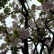 ヒメ日記 2026/04/07 19:56 投稿 あんず 吉原ファーストレディ