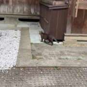 ヒメ日記 2026/05/03 19:26 投稿 あんず 吉原ファーストレディ
