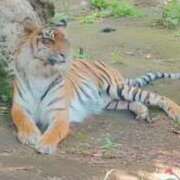 ヒメ日記 2025/01/11 11:06 投稿 かりん 吉原ファーストレディ