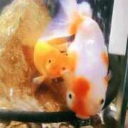 ヒメ日記 2025/03/03 09:16 投稿 かりん 吉原ファーストレディ